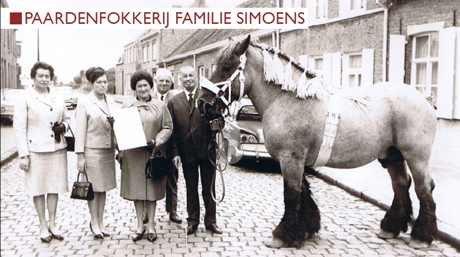 paardenfokkerij Simoens